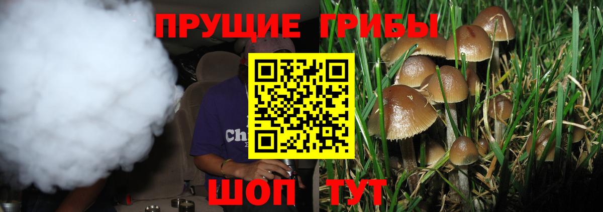 Галлюциногенные грибы GOLDEN TEACHER  Вход с VPN  Курчатов  Галлюциногенные грибы Psilocybine cubensis 